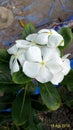 White vinca flower nature baeuty Royalty Free Stock Photo