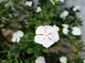 White vinca flower nature beauty