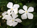 White vinca flowers