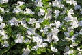 White vinca flowers