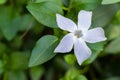 White vinca minor or common periwinkle flower in Lluc botanical garden, Majorca Royalty Free Stock Photo