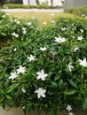 White vinca is perfect flower for decorative purpose