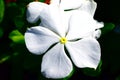 White Vinca 5 petal Flower