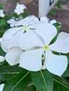 White vinca Rosea Flowers