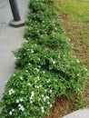 White vinca is a white flower planted for decorative purpose