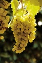 White vine grape