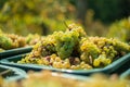 White vine grapes. Detailed view of a grape vines in a vineyard in autumn. Royalty Free Stock Photo