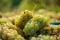 White vine grapes. Detailed view of a grape vines in a vineyard in autumn. Royalty Free Stock Photo