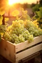 White vine grapes harvested in a wooden box with vineyard and sunshine.