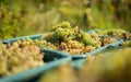 White vine grapes. Detailed view of a grape vines in a vineyard in autumn. Royalty Free Stock Photo