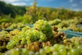 White vine grapes. Detailed view of a grape vines in a vineyard in autumn. Royalty Free Stock Photo