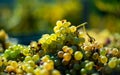 White vine grapes. Detailed view of a grape vines in a vineyard in autumn.