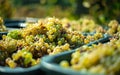 White vine grapes. Detailed view of a grape vines in a vineyard in autumn. Royalty Free Stock Photo