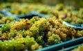 White vine grapes. Detailed view of a grape vines in a vineyard in autumn. Royalty Free Stock Photo