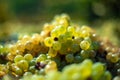 White vine grapes. Detailed view of a grape vines in a vineyard in autumn. Royalty Free Stock Photo