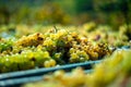 White vine grapes. Detailed view of a grape vines in a vineyard in autumn. Royalty Free Stock Photo