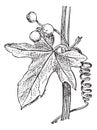 White vine leaf with berry, vintage engraving