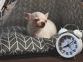 White vintage alarm clock in front of sleepy white short hair Chihuahua dog on gray mattress. Moody and sleepy dog doesn`t want t