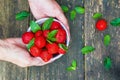 White vintage bowl with fresh strawberries in woman hands over old wooden table Royalty Free Stock Photo