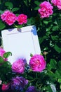 Photo Frame Pink Rose Summer Garden