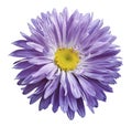 White-violet Aster flower on a white isolated background with clipping path. Flower for design, texture, postcard, wrapper. Clos