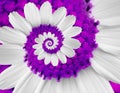 White violet camomile daisy cosmos kosmeya flower spiral abstract fractal effect pattern background. White flower spiral abstract