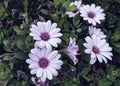 White with violet center Osteospernum or African daisies Royalty Free Stock Photo