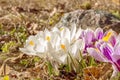 White, violet crocus flowers close-up. Flowering in early spring.  Primroses in the garden. Natural  beautiful spring background Royalty Free Stock Photo