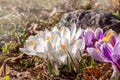 White, violet crocus flowers close-up. Flowering in early spring.  Primroses in the garden. Natural  beautiful spring background Royalty Free Stock Photo