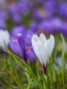 White and violet crocuses in the parc in springtime Royalty Free Stock Photo