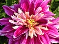 White-violet dahlia flower in the summer garden. Royalty Free Stock Photo