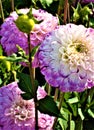 White-violet dahlia flowers in the summer garden. Royalty Free Stock Photo