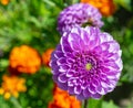 White violet dahlia in the Park day close-up Royalty Free Stock Photo