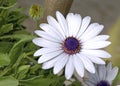 White and violet daisy-like spring flowers