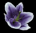 White-violet flower lily on the black isolated background with clipping path. Closeup. no shadows. For design. Royalty Free Stock Photo