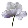 White-violet flower tulip on white isolated background with clipping path. Close-up. no shadows. Shot of White Colored. Royalty Free Stock Photo