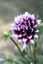 White and Violet Garden Dahlia Royalty Free Stock Photo