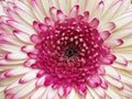 White and violet gerber daisy Royalty Free Stock Photo