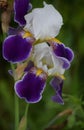 White-violet German iris Royalty Free Stock Photo