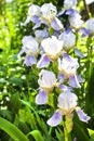 White and violet iris flower closeup on garden background Royalty Free Stock Photo