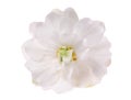 White violet isolated flower