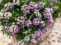 White and violet lobularia maritima flowers