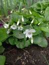 White violet in our Edem Royalty Free Stock Photo