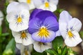White and violet pansy