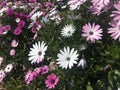 White and violet pink african daisy Royalty Free Stock Photo