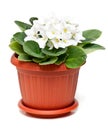 White violet in a pot