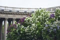 White, violet and purple branches of lilac in a spring park. Lilac bushes in bloom. Garden flowers.