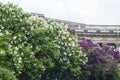 White, violet and purple branches of lilac in a spring park. Lilac bushes in bloom. Garden flowers. Royalty Free Stock Photo