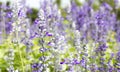 White and violet Salvia flower