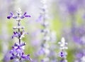 White and violet Salvia flower